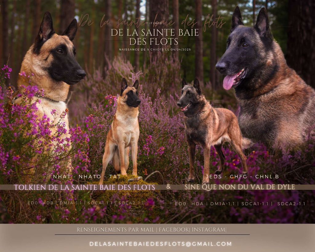 5 Chiots sont nés !!!